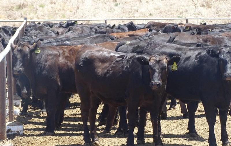 Austrália: Alta demanda aquece mercado Wagyu