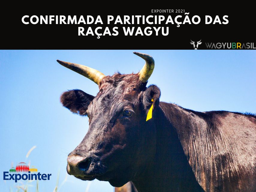 Confirmada Participação da Raça Wagyu Kuroge na 44ª Expointer