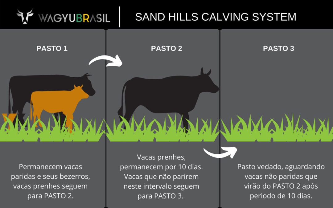 Sand Hills Calving System, sistema desenvolvido nos EUA previne Diarreia em bezerros Wagyu