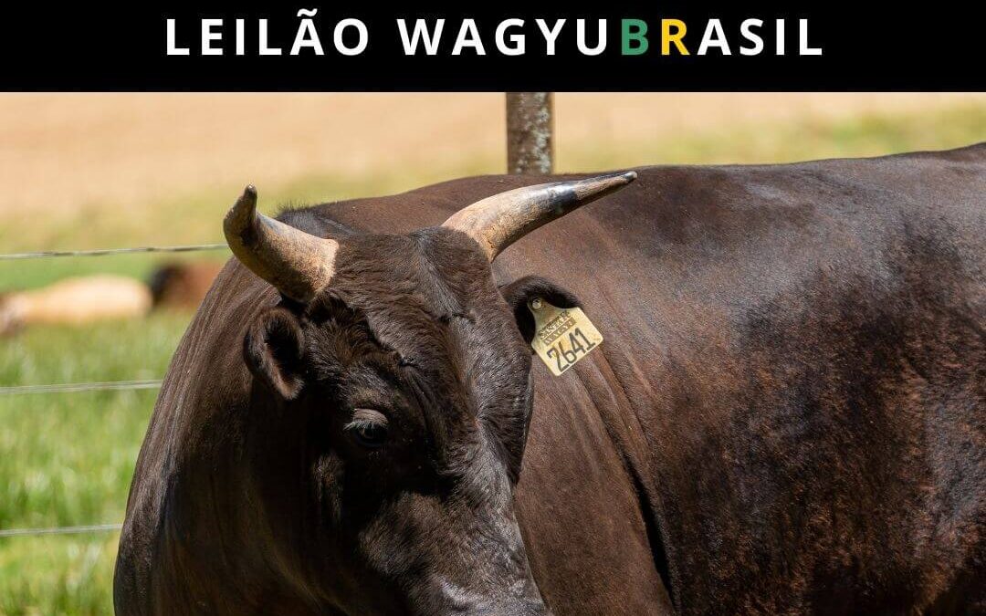 Raças Wagyu confirmam ascensão durante I Leilão WagyuBrasil