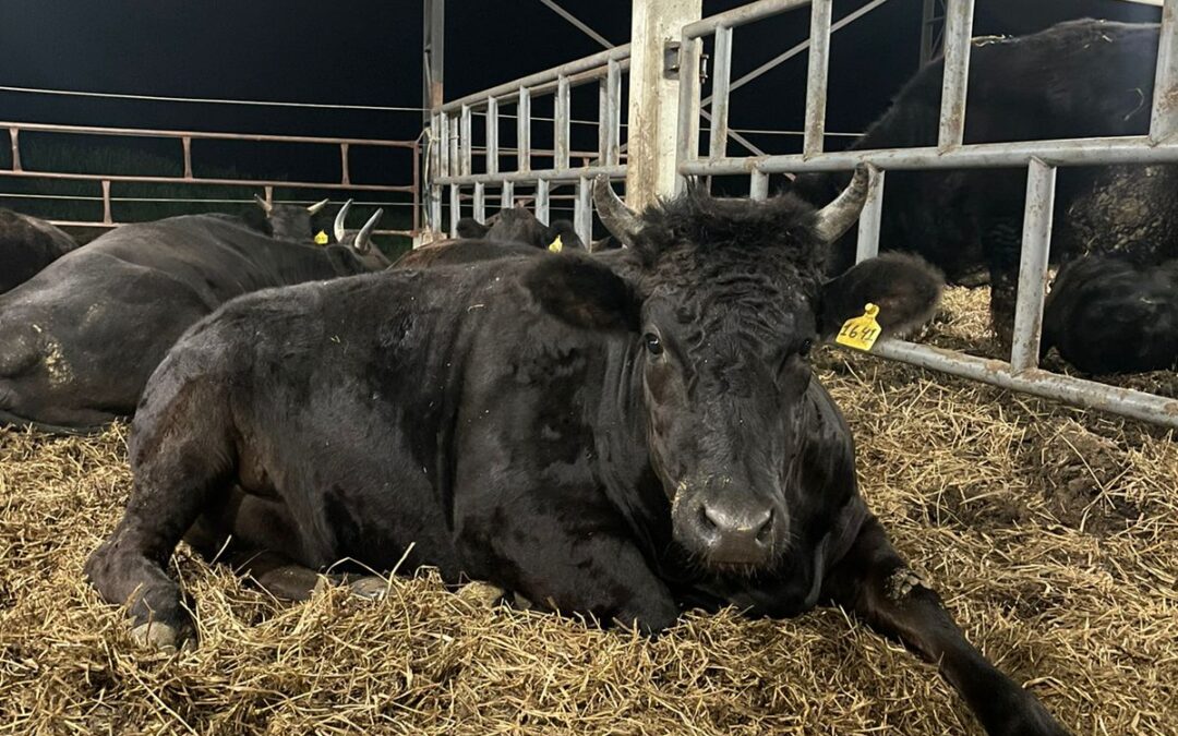 Bem-estar animal x Produção de Marmoreio