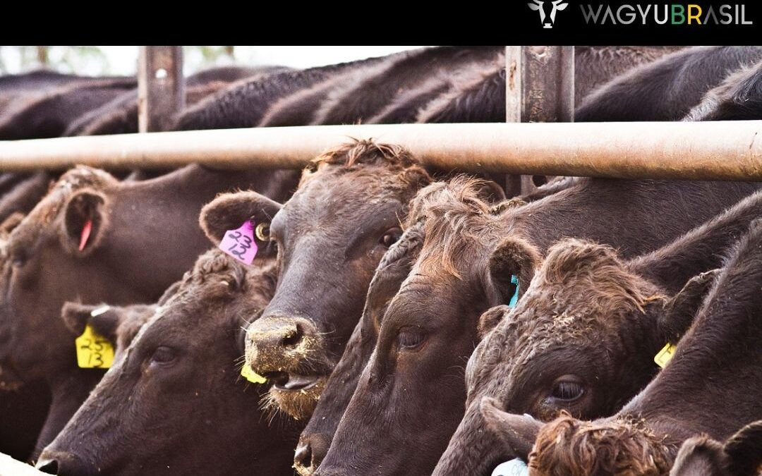 Saiba quais as vantagens de criar Wagyu