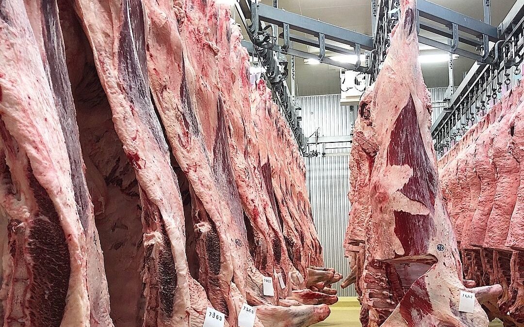 Programa Carne Wagyu Certificada, aonde estamos e para onde vamos após 4 anos de programa?