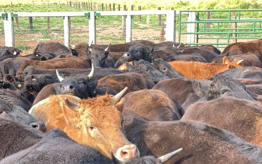 A indústria Wagyu corre o risco de atingir o ponto de saturação?