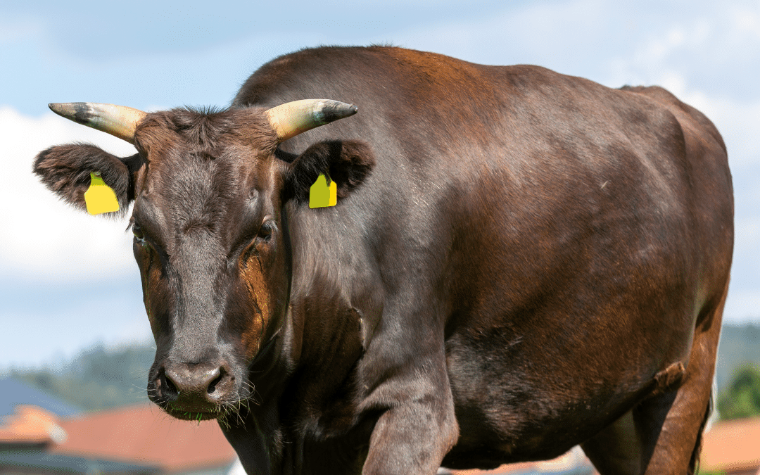 Quais os riscos na seleção de vacas muito grandes?