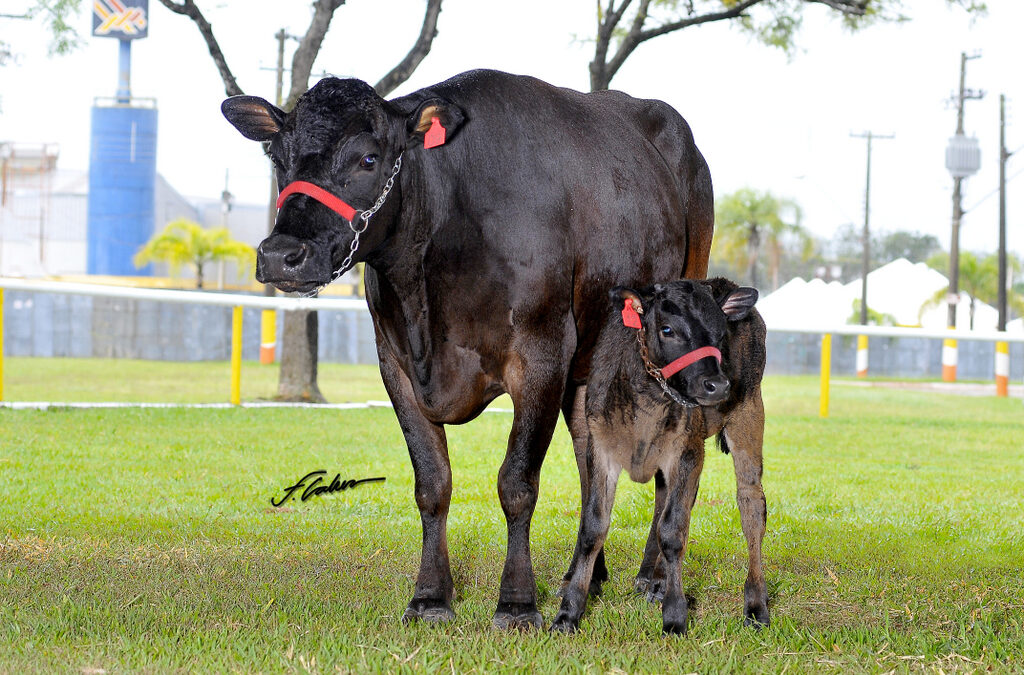 Shopping Wagyu Brasil