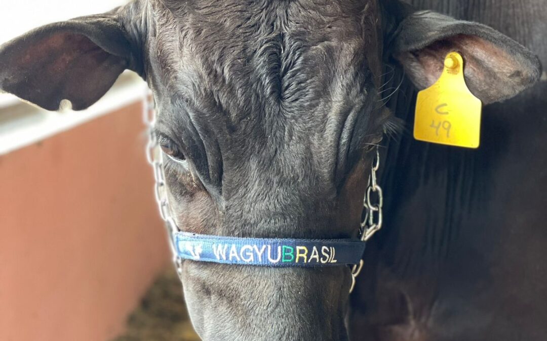 Primeiro Curso de Julgamento das Raças Wagyu