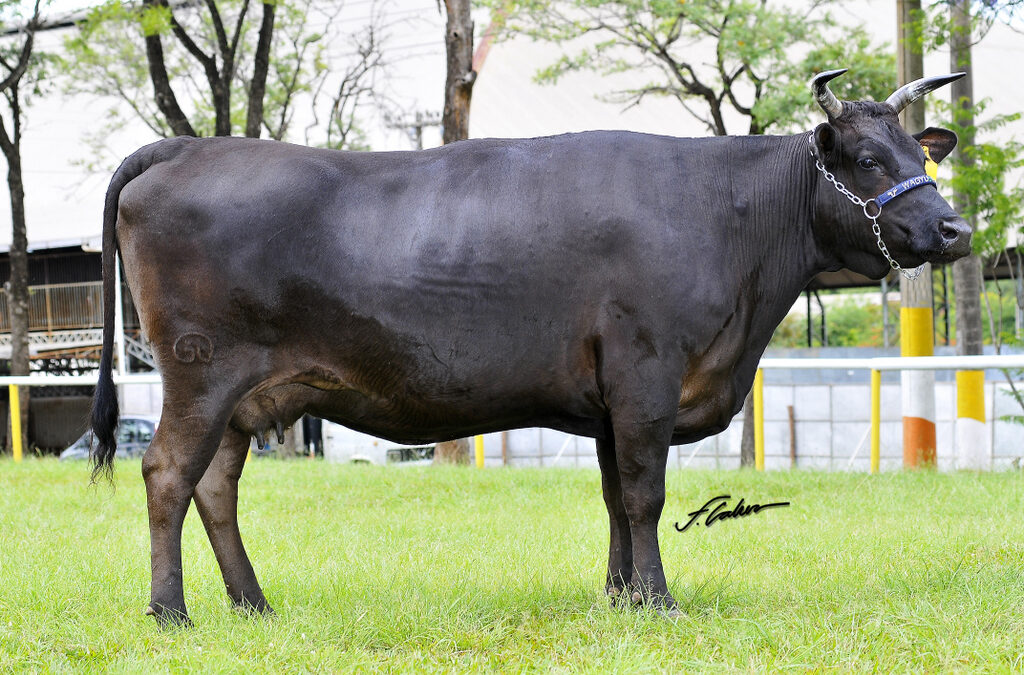 Resultados Competitivos Nacional de Wagyu 2022