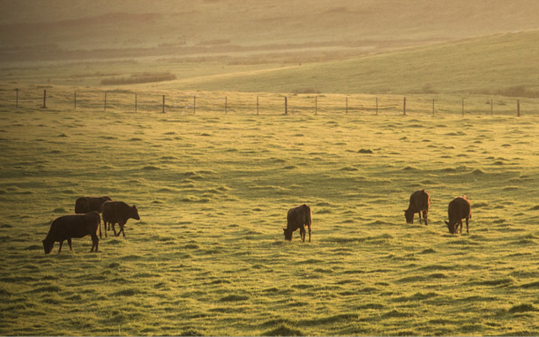 Novos trend-setters conduzindo a carne Wagyu em direções novas e mais eficientes, mostra competição de carne bovina de marca