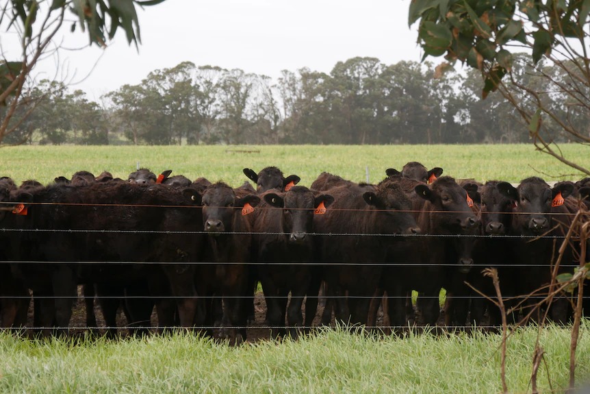 Produtores Australianos de carne Wagyu relatam aumento de 300% na demanda