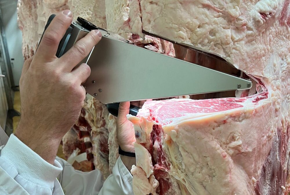 Câmera de carcaças MIJ (Meat Image Japan) desempenhando um papel crítico no progresso genético das raças Wagyu