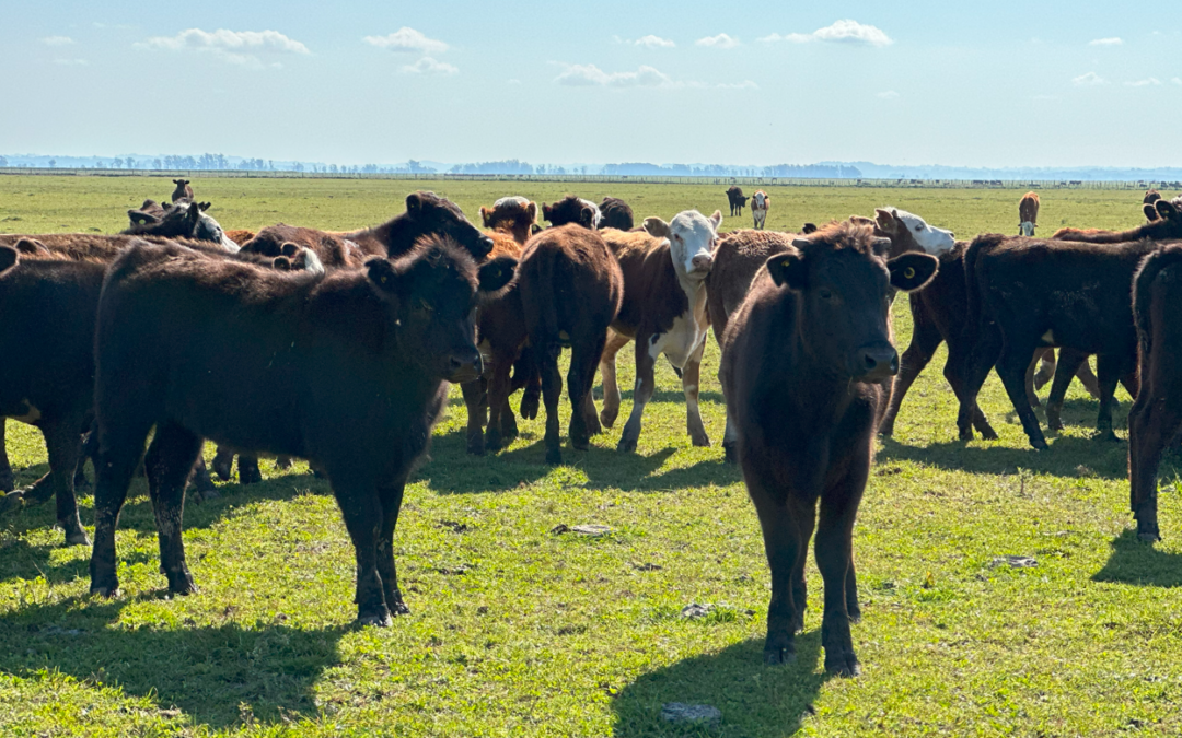 Cuidados que devem ser tomados na compra de touros e genética Wagyu