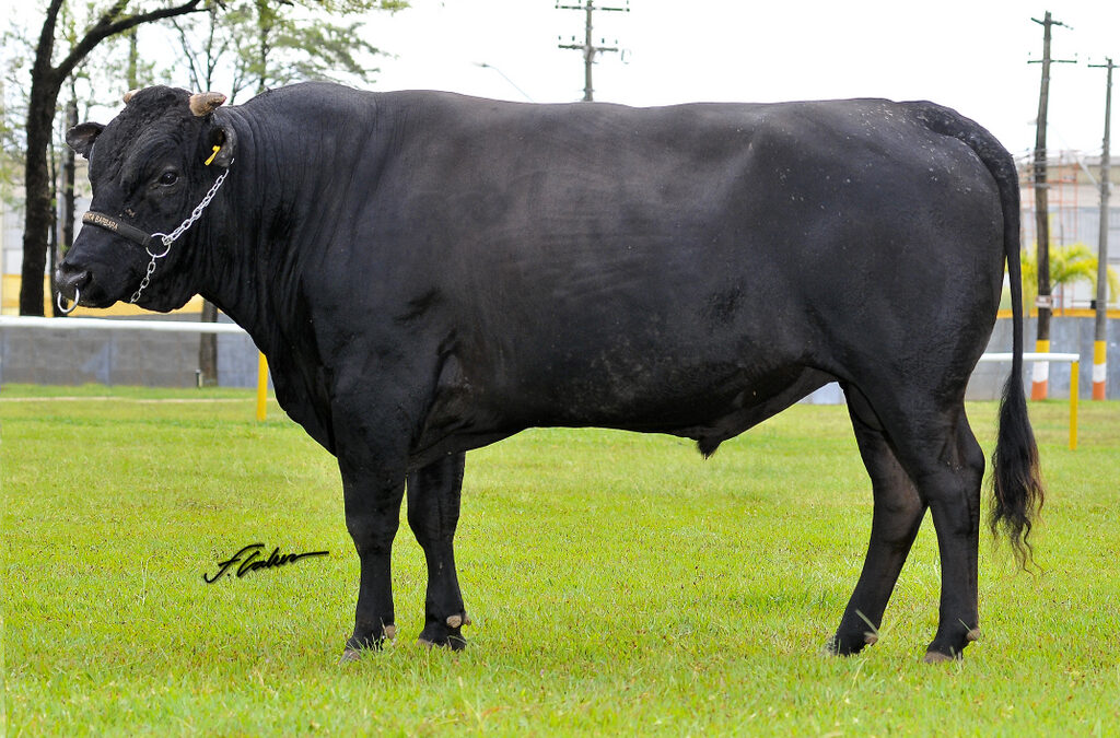 Mercado mais exigente amplia demanda por sêmen Wagyu de alta Genética