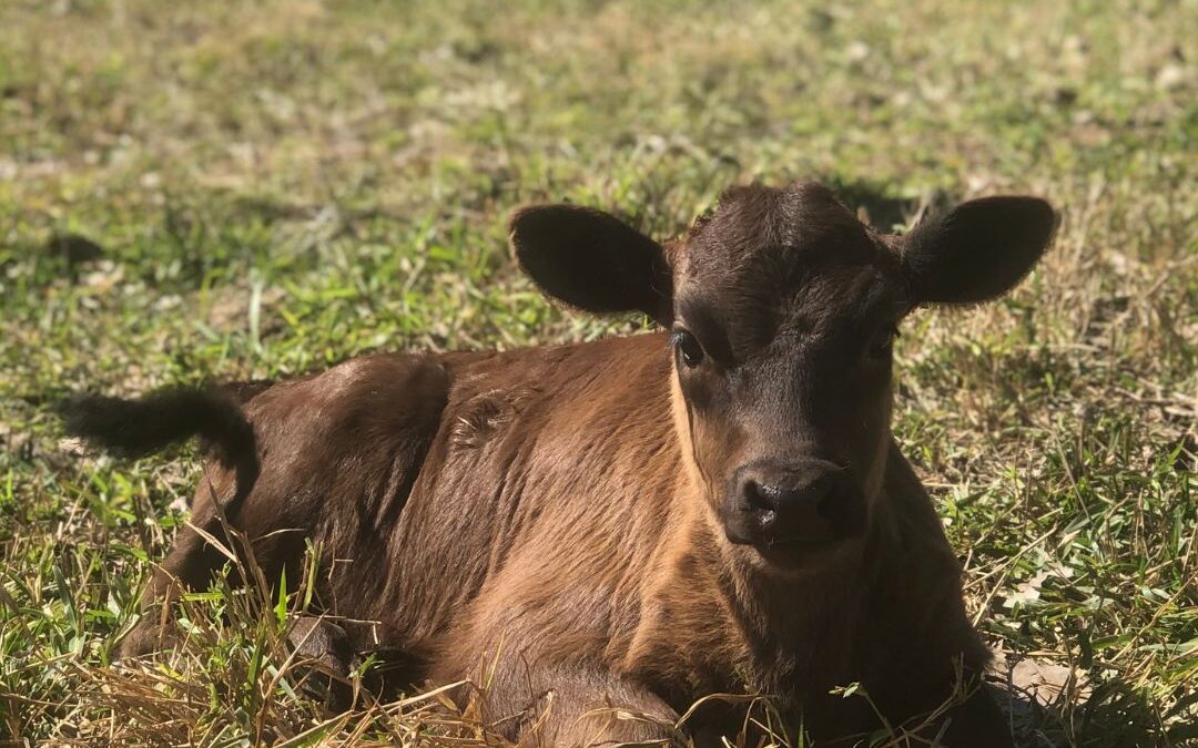 Os 5 Aspectos saudáveis do bezerro Wagyu para um ótimo começo de vida