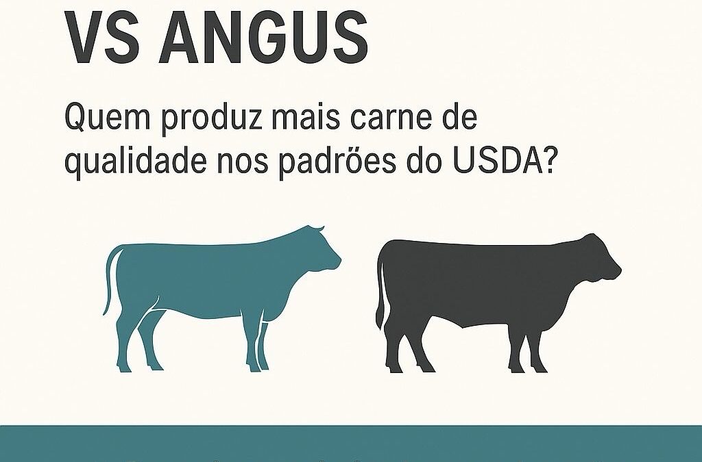 Comparativo de Desempenho: Angus vs. Wagyu Cruzado na Classificação USDA nos EUA