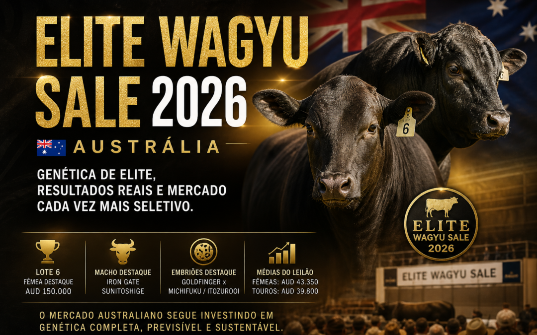Elite Wagyu Sale 2026 reforça o alto valor da genética de elite na Austrália