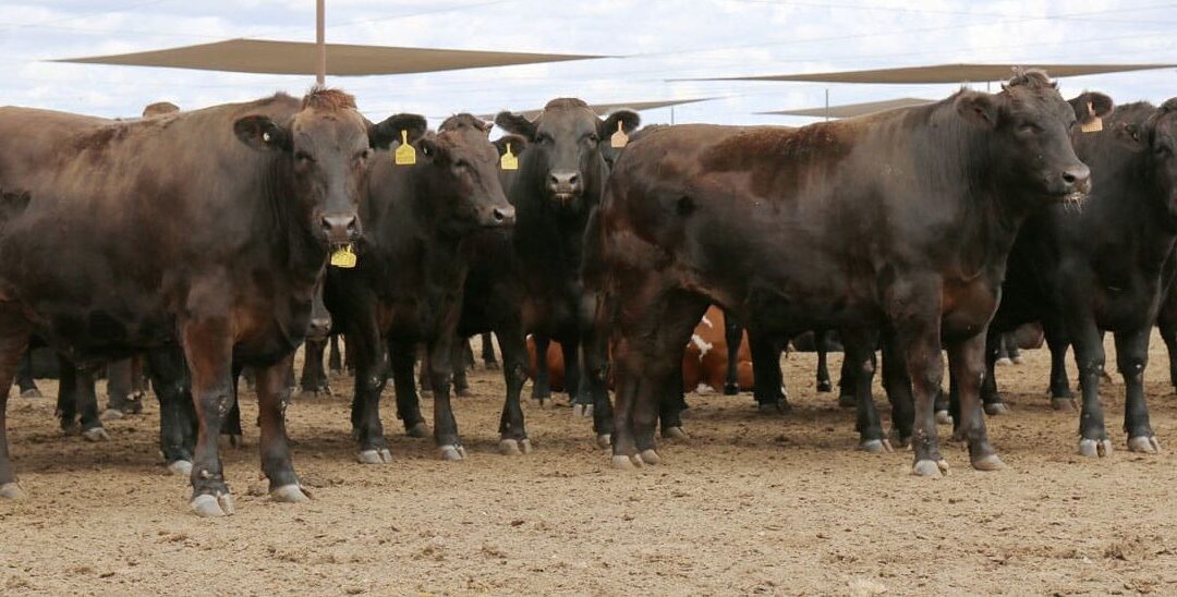 Wagyu volta a ganhar valor na Austrália, e F1 recupera ágio sobre o Angus