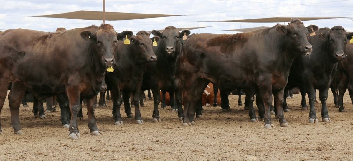 Lote de bovinos Wagyu F1 em curral de confinamento no sul de Queensland, Austrália.